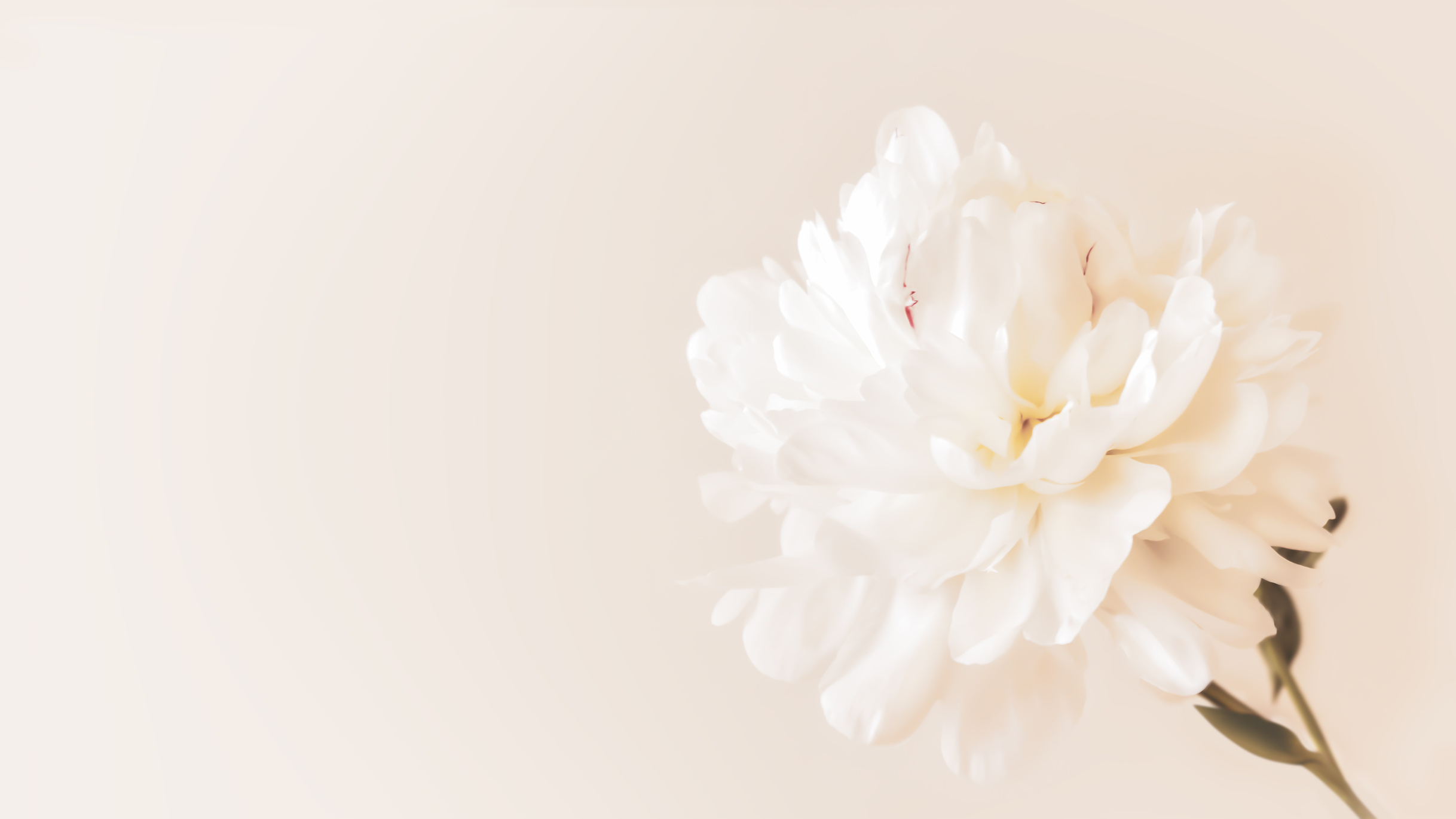 Horizontal Summer Flowers Background with Blooming Peony and Copy Space